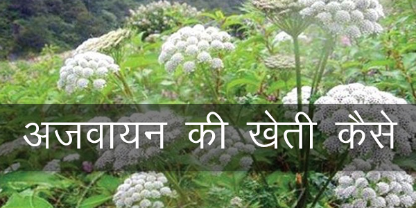 अजवायन की खेती कैसे करे अजवायन की खेती कैसे करे