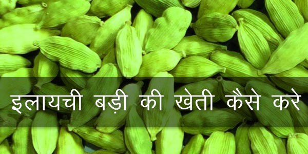 इलायची बड़ी की खेती कैसे करे इलायची बड़ी की खेती कैसे करे