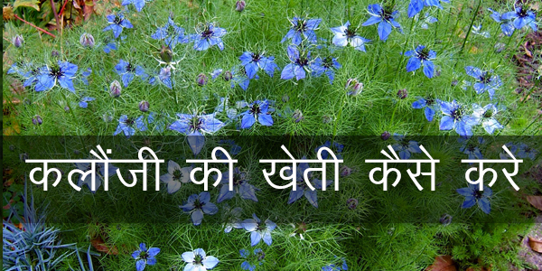 कलौंजी भाव, कलौंजी को हिंदी में क्या कहते है, कलौंजी का मतलब, करायल की खेती, करायत की खेती, अजवाइन की खेती, कलौंजी की पहचान कलौंजी भाव, कलौंजी को हिंदी में क्या कहते है, कलौंजी का मतलब, करायल की खेती, करायत की खेती, अजवाइन की खेती, कलौंजी की पहचान