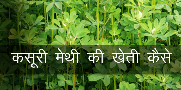 मेथी की वैज्ञानिक खेती, बातें खेती की में मेथी, मेथी की किस्म, धनिये की खेती, हरी मेथी की खेती, पालक की खेती, मेथी की उन्नत किस्म, सोया मेथी की खेती मेथी की वैज्ञानिक खेती, बातें खेती की में मेथी, मेथी की किस्म, धनिये की खेती, हरी मेथी की खेती, पालक की खेती, मेथी की उन्नत किस्म, सोया मेथी की खेती