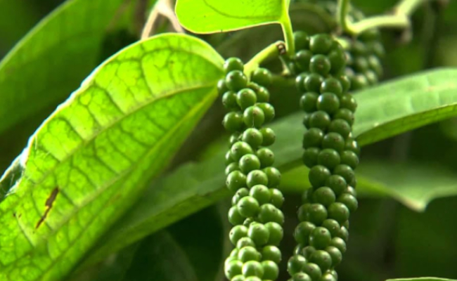 काली मिर्च काली मिर्च