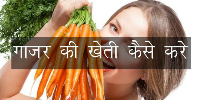 गाजर की खेती कैसे करें