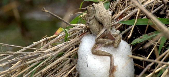भारत में मिला घोंसले बनाने वाला मेंढक भारत में मिला घोंसले बनाने वाला मेंढक