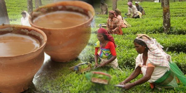 चाय की खेती कैसे करें