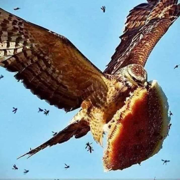 जिसे हम ईगल जिसे हम ईगल