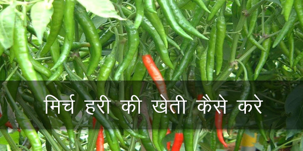 मिर्च हरी की खेती कैसे करे