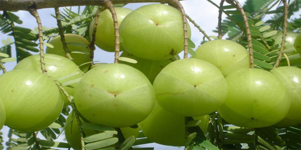 आंवला की खेती आंवला की खेती