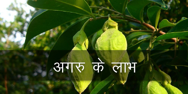 अगरु के लाभ