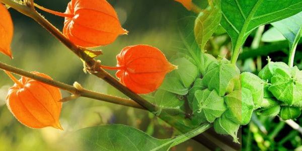 अश्वगंधा आयुर्वेद में शीर्ष टॉनिक अश्वगंधा आयुर्वेद में शीर्ष टॉनिक