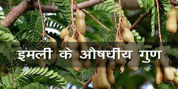 इमली के औषधीय गुण इमली के औषधीय गुण