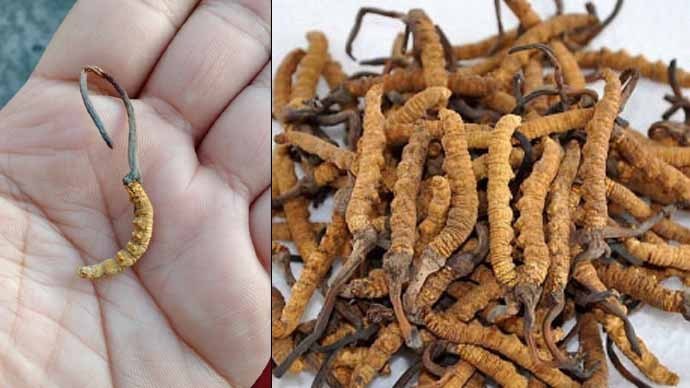 पहाड़ों में कीड़ा जड़ी की तूफ़ानी माँग पहाड़ों में कीड़ा जड़ी की तूफ़ानी माँग