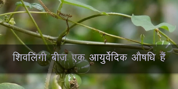 शिवलिंगी बीज एक आयुर्वेदिक औषधि हैं शिवलिंगी बीज एक आयुर्वेदिक औषधि हैं