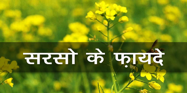 सरसो के फ़ायदे सरसो के फ़ायदे