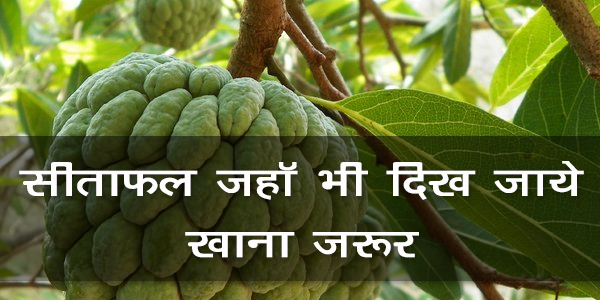 सीताफल जहॉ भी दिख जाये खाना जरूर