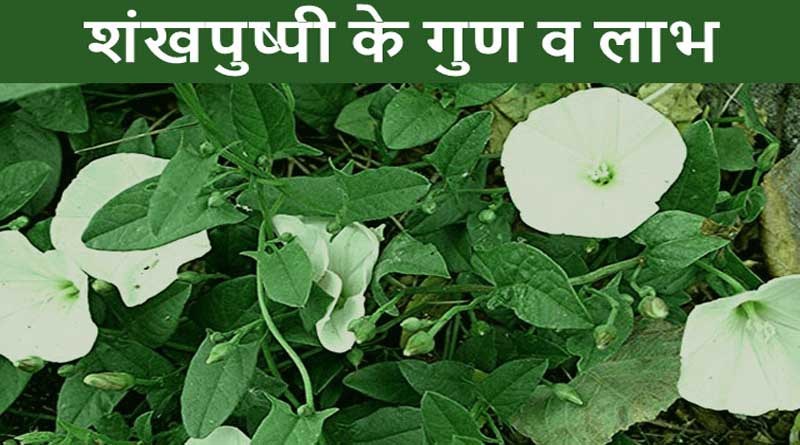 जानें शंखपुष्पी स्वास्थ्य के लिए कितनी फायदेमंद है प्रयोग करें जानें शंखपुष्पी स्वास्थ्य के लिए कितनी फायदेमंद है प्रयोग करें