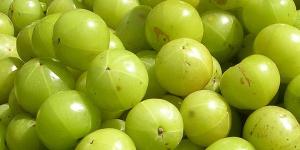 आंवला खाये, निरोगी हो जाए आंवला खाये, निरोगी हो जाए