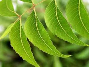 खुजली का घरेलू उपाय खुजली का घरेलू उपाय