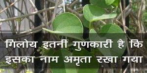 गिलोय इतनी गुणकारी है कि इसका नाम अमृता रखा गया है। गिलोय इतनी गुणकारी है कि इसका नाम अमृता रखा गया है।