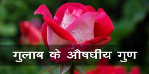 गुलाब के औषधीय गुण गुलाब के औषधीय गुण