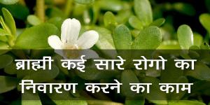 ब्राह्मी कई सारे रोगो का निवारण करने का काम करती है। ब्राह्मी कई सारे रोगो का निवारण करने का काम करती है।