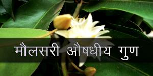 मौलसरी औषधीय गुण मौलसरी औषधीय गुण