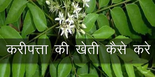 करी पत्ता का दूसरा नाम क्या है, कड़ी पत्ता के नुकसान, करी पत्ता के नुकसान, कड़ी पत्ता का पेड़ कैसा होता है, करी पत्ता किसे कहते हैं, खाली पेट करी पत्ते खाने के फायदे, मीठा नीम औषधीय उपयोग, करी पत्ता बालों के लिए करी पत्ता का दूसरा नाम क्या है, कड़ी पत्ता के नुकसान, करी पत्ता के नुकसान, कड़ी पत्ता का पेड़ कैसा होता है, करी पत्ता किसे कहते हैं, खाली पेट करी पत्ते खाने के फायदे, मीठा नीम औषधीय उपयोग, करी पत्ता बालों के लिए