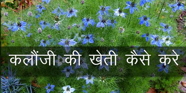 कलौंजी भाव, कलौंजी को हिंदी में क्या कहते है, कलौंजी का मतलब, करायल की खेती, करायत की खेती, अजवाइन की खेती, कलौंजी की पहचान कलौंजी भाव, कलौंजी को हिंदी में क्या कहते है, कलौंजी का मतलब, करायल की खेती, करायत की खेती, अजवाइन की खेती, कलौंजी की पहचान