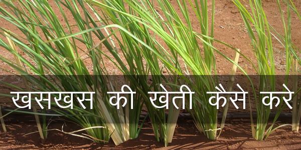 खसखस की खेती कैसे करे
