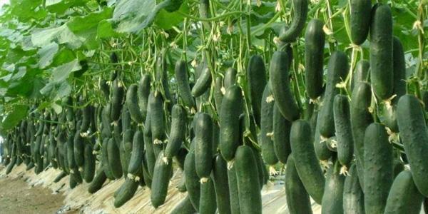 खीरे की खेती करें और भी उन्नत तरीके से 