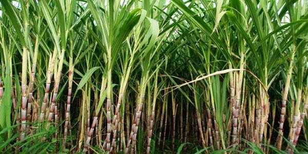 गन्ने की खेती करें इस प्रकार गन्ने की खेती करें इस प्रकार