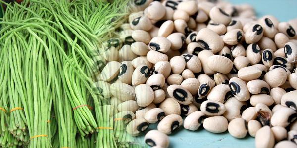 लोबिया की खेती कैसे करें 