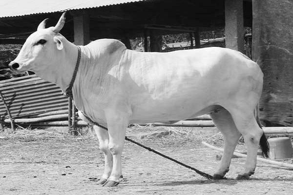 गाय की मदद से बनाया जा सकता है एड्स का टीका गाय की मदद से बनाया जा सकता है एड्स का टीका