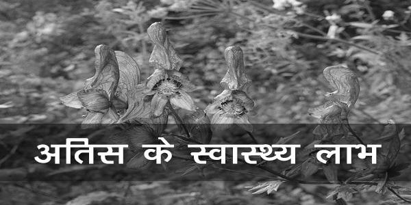 अतिस के स्वास्थ्य लाभ अतिस के स्वास्थ्य लाभ