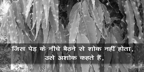 जिस पेड़ के नीचे बैठने से शोक नहीं होता, उसे अशोक कहते हैं, जिस पेड़ के नीचे बैठने से शोक नहीं होता, उसे अशोक कहते हैं,