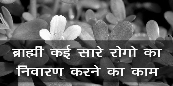 ब्राह्मी कई सारे रोगो का निवारण करने का काम करती है। ब्राह्मी कई सारे रोगो का निवारण करने का काम करती है।