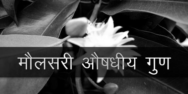 मौलसरी औषधीय गुण मौलसरी औषधीय गुण