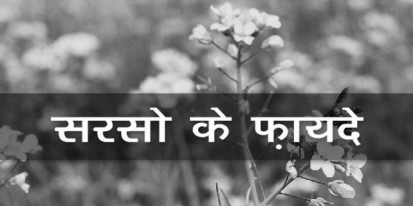 सरसो के फ़ायदे सरसो के फ़ायदे
