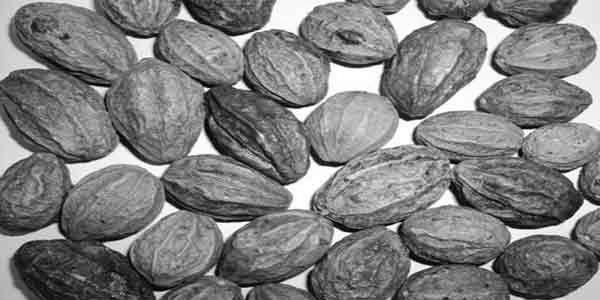हरड का काया कल्प प्रयोग हरड का काया कल्प प्रयोग