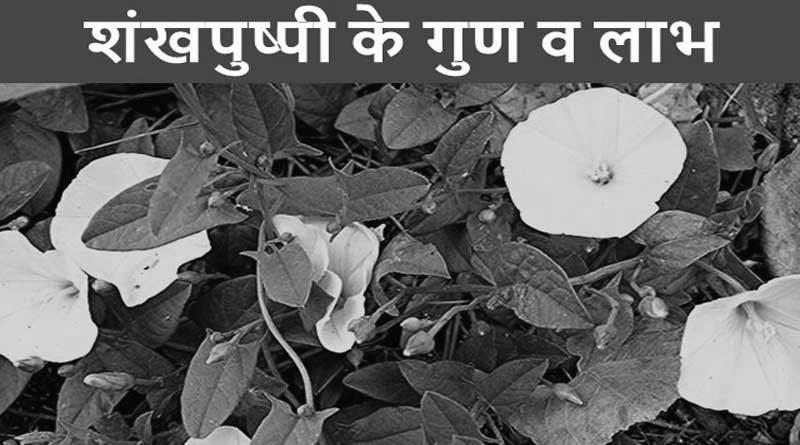 जानें शंखपुष्पी स्वास्थ्य के लिए कितनी फायदेमंद है प्रयोग करें जानें शंखपुष्पी स्वास्थ्य के लिए कितनी फायदेमंद है प्रयोग करें